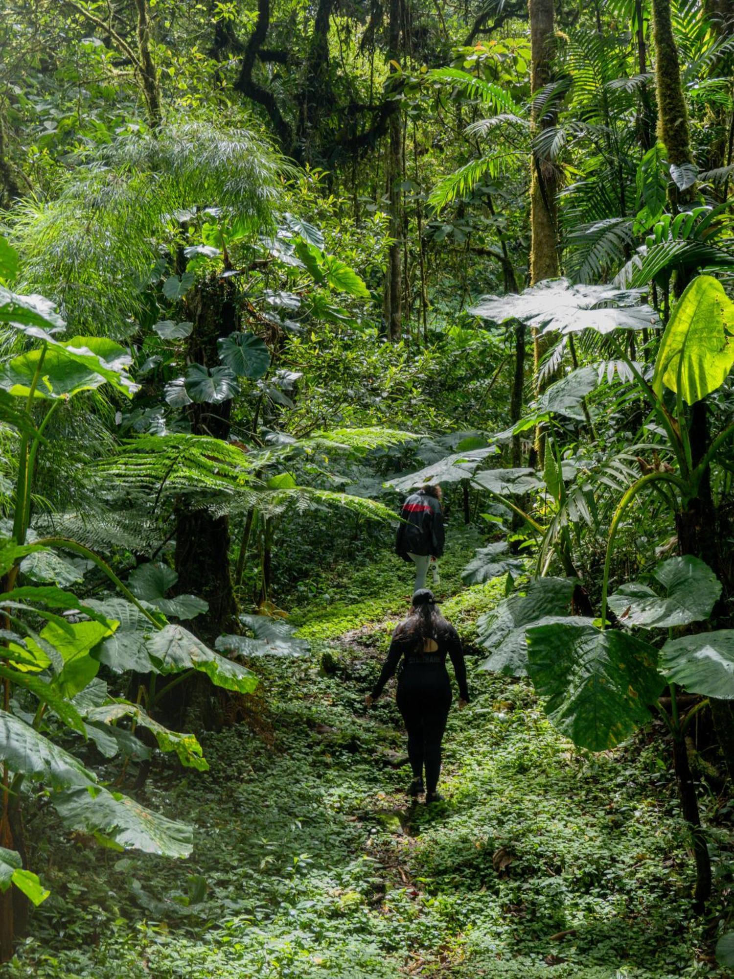 Los Quetzales Ecolodge & Spa Cerro Punta Eksteriør bilde